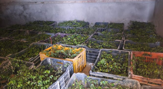 परिक्षणको लागि हुम्ला पुग्यो बोधिचित्त वृक्ष ।